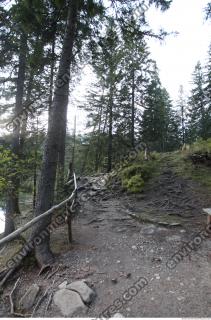 Photo Reference of Background Forest